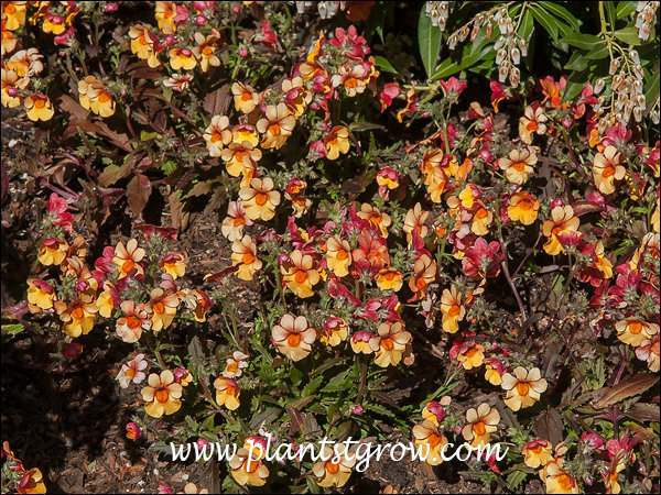 These plants were very bright on a full sun bright day.